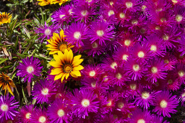 gazania