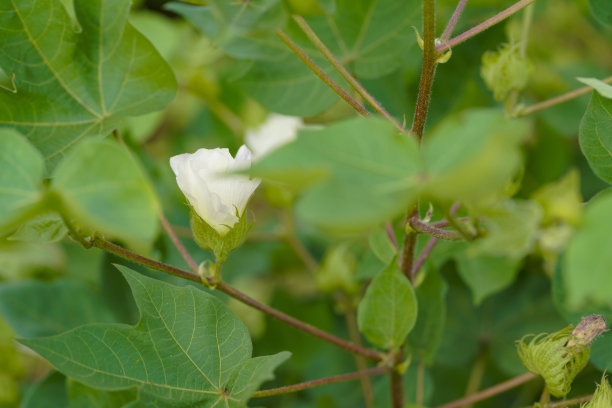 棉花冲施肥