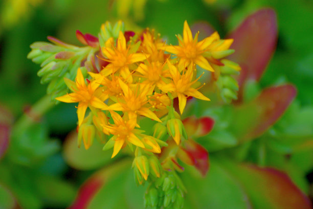 sedum