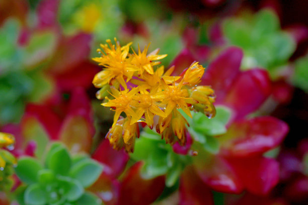 sedum