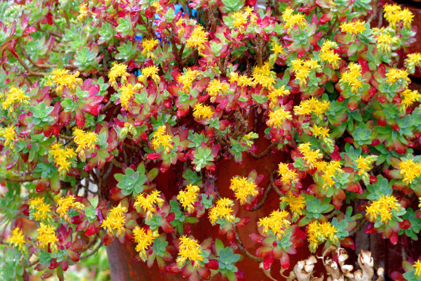 sedum