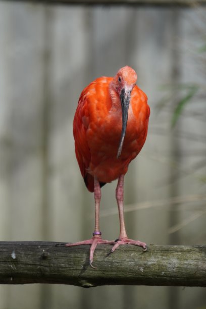 ibis