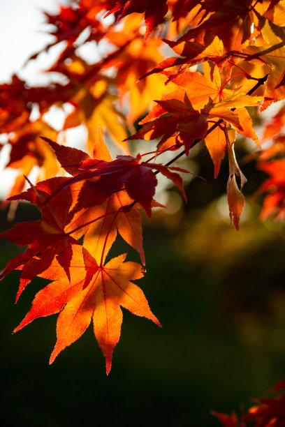 maple