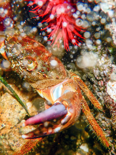 crustacean