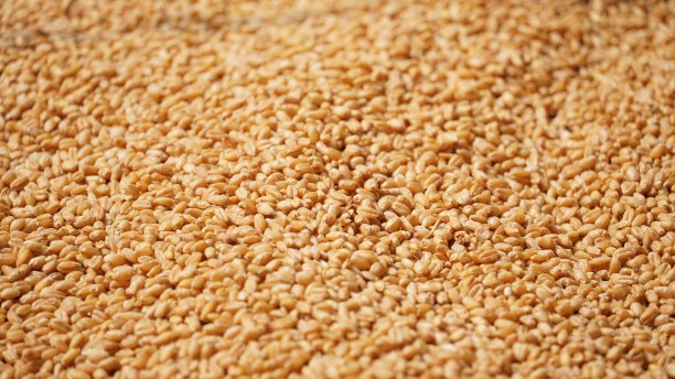 bulgur