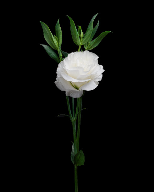 bud