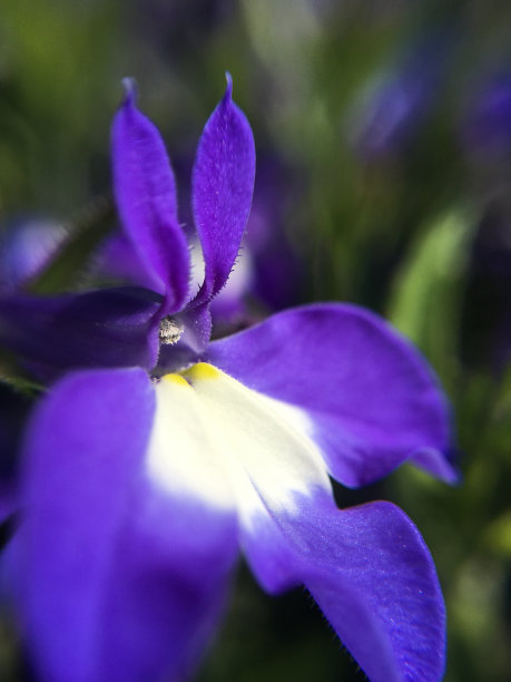 lobelia