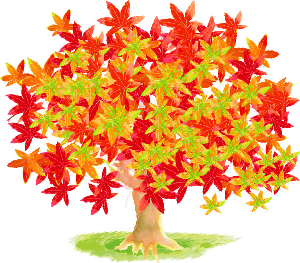 maple
