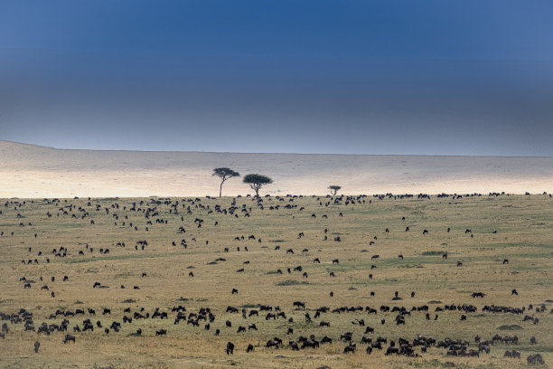 serengeti