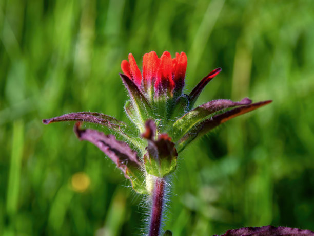 hawkweed