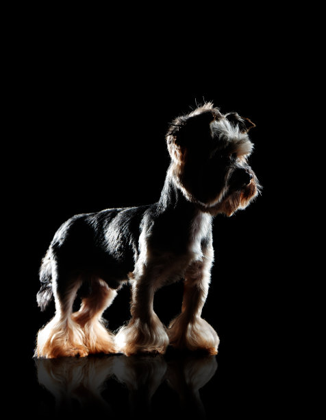 pedigree