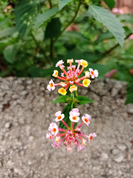 lantana