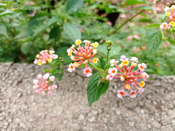 lantana