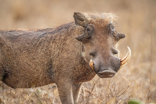 phacochoerus