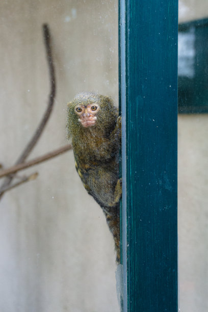 marmoset