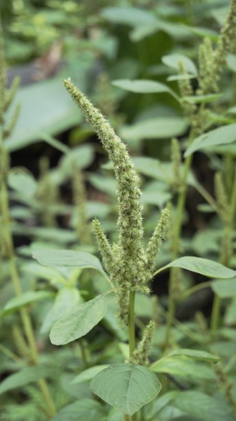 gomphrena