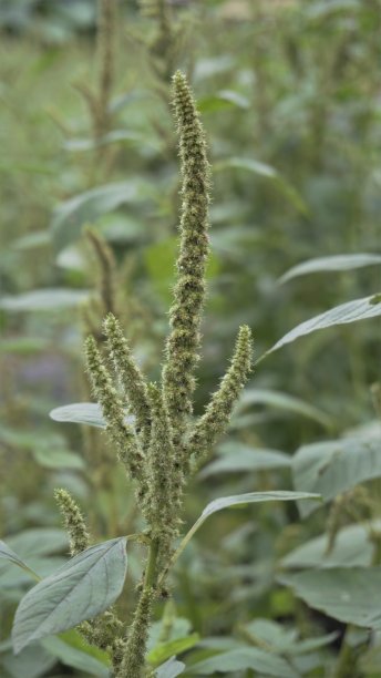 gomphrena