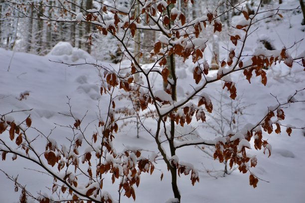 雪与枯木