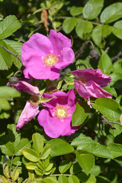 rugosa
