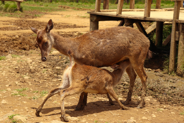 doe