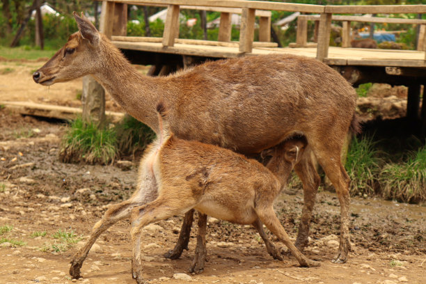 doe
