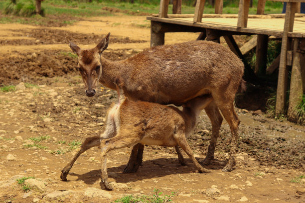 doe