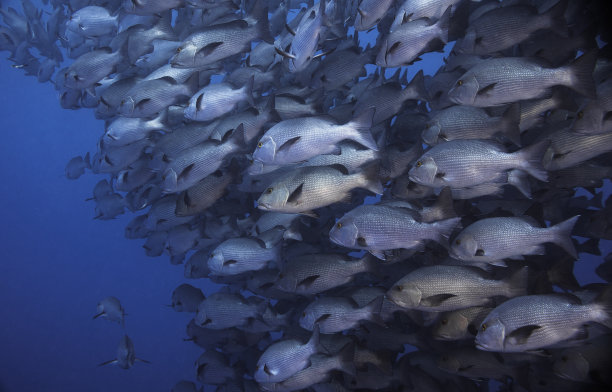 snapper