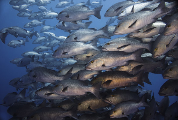 snapper