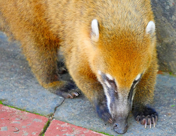coatimundi