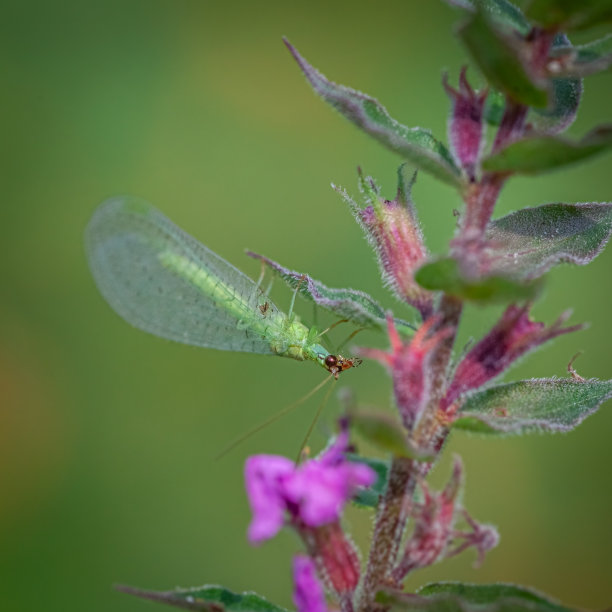 发光眼睛生物特写