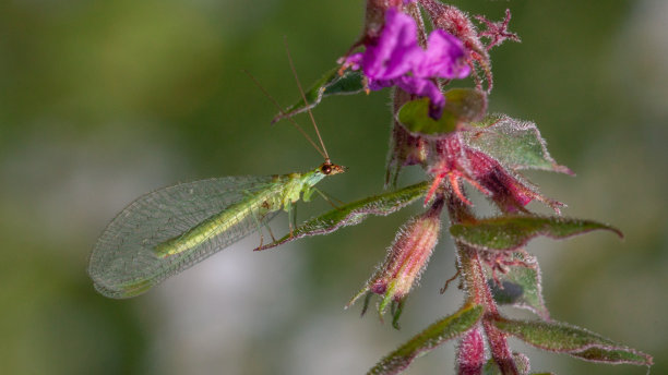 发光眼睛生物特写