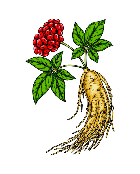 人参中药材插画
