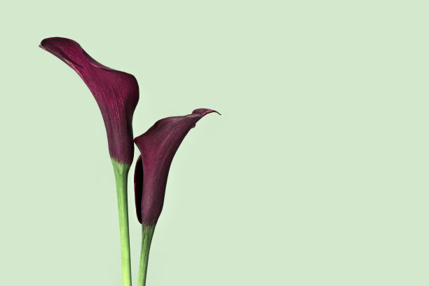 calla