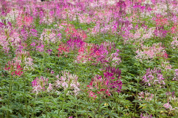 cleome