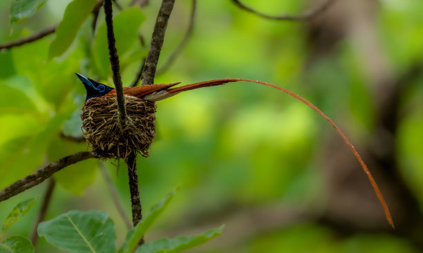 perched