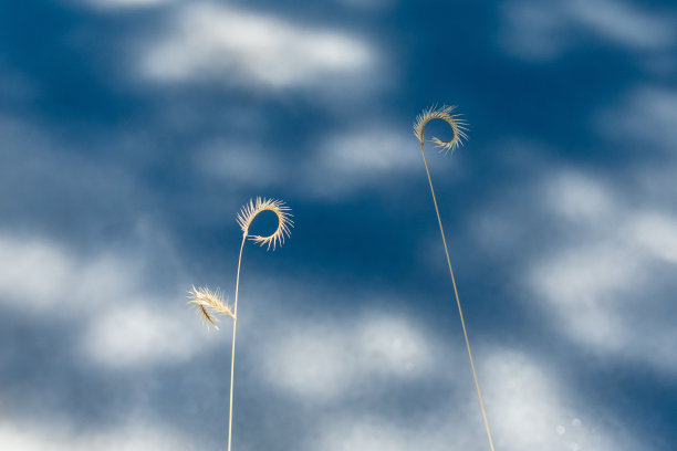 wispy