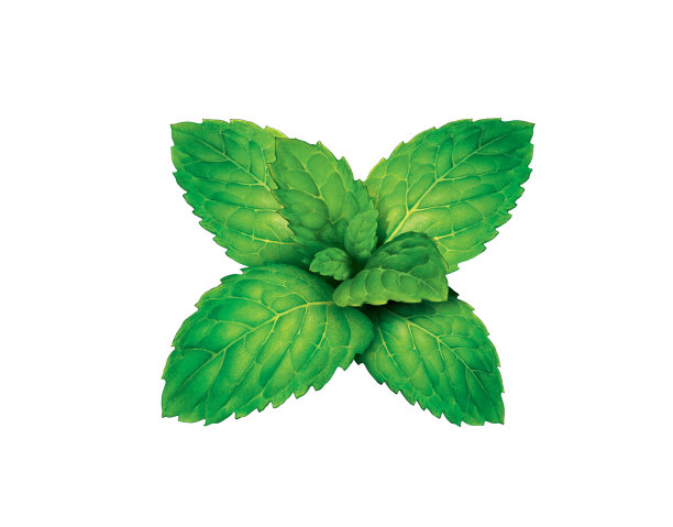 spearmint