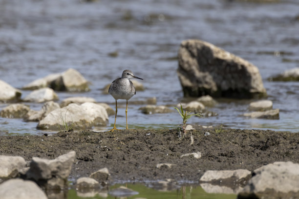 limosa