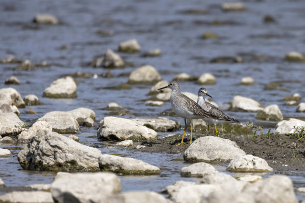 limosa
