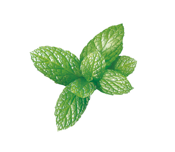 spearmint