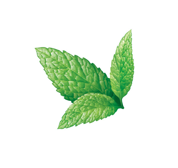 spearmint
