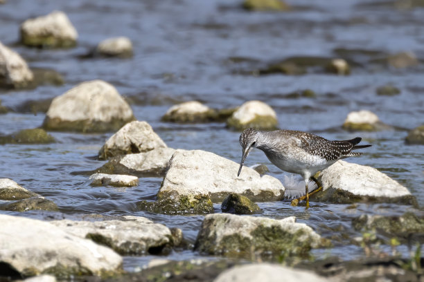 limosa