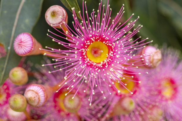 stamens