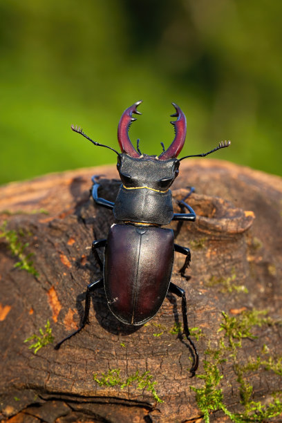 horned
