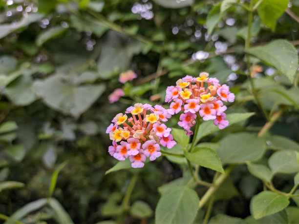 lantana