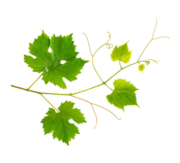 vineyard