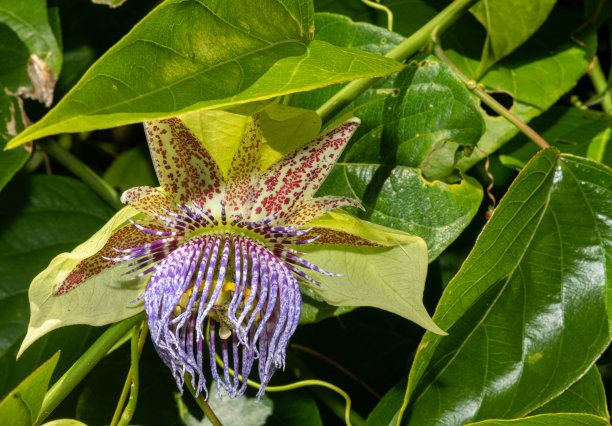 passiflora