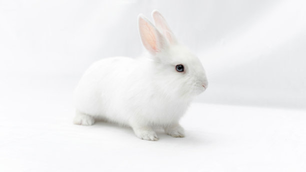 bunny