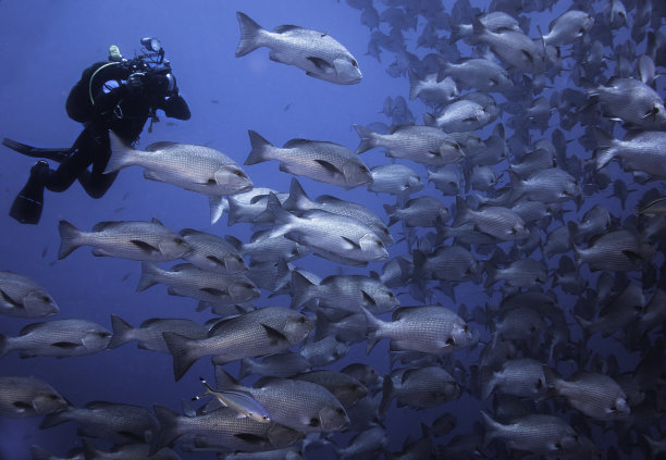 snapper