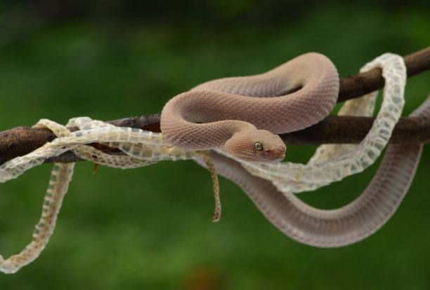 atheris